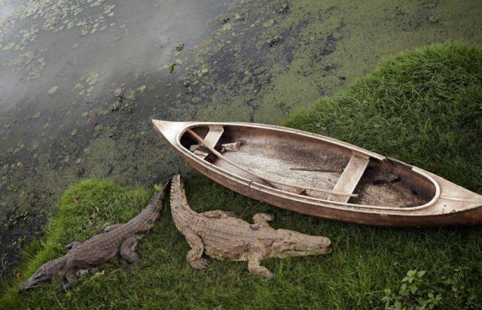 L’île mystérieuse du photographe Henry Roy