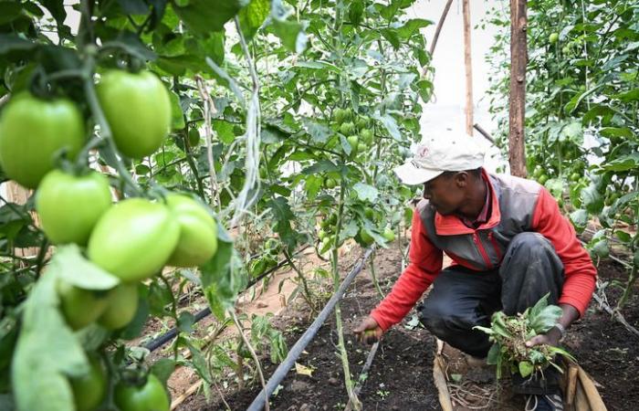 (Multimédia) L’Union africaine adopte une stratégie de développement agricole pour la prochaine décennie