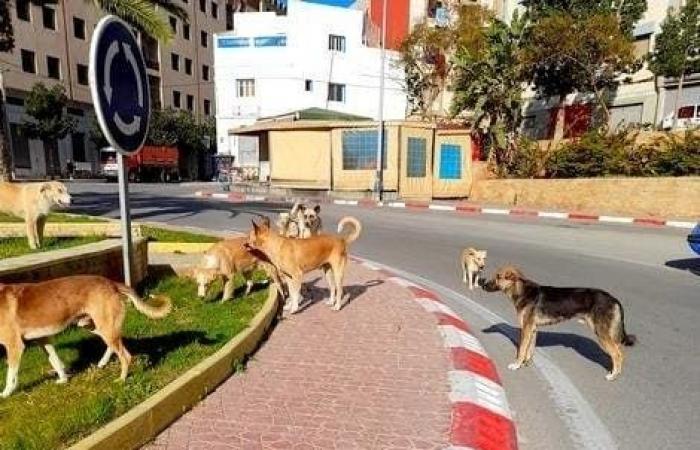 Dans les rues d’Al Hoceima, les chiens errants menacent la santé des citoyens et sèment la terreur