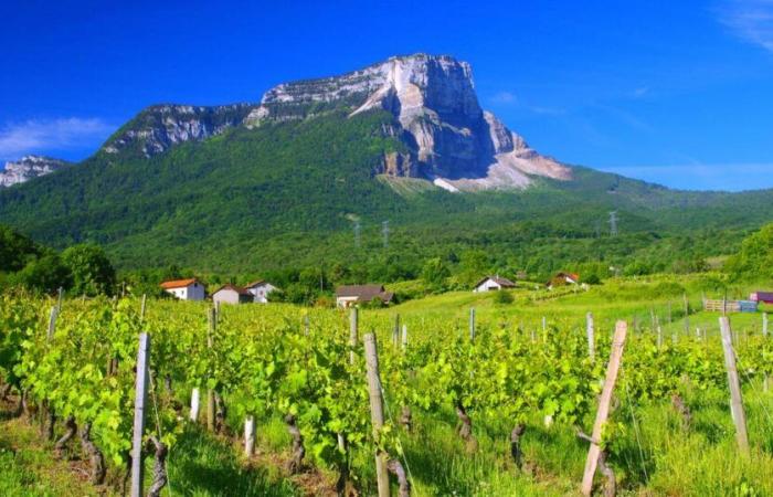 pourquoi amateurs et experts misent tout sur ce petit vignoble encore méconnu