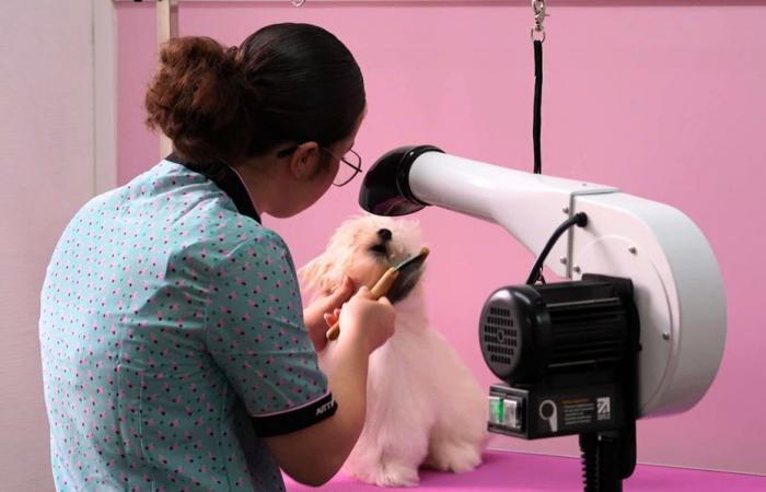 “Prendre soin d’un chien est important pour sa santé”, cette meilleure apprentie de France a ouvert son salon de toilettage