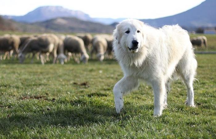 Gramat. Les chiens de protection des troupeaux, thème du prochain ciné-débat