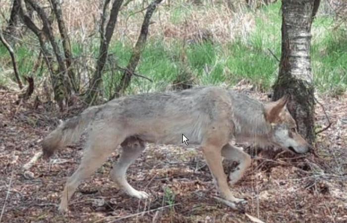 Un photographe amateur tombe nez à nez avec un loup se baignant dans la Laïta