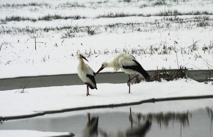 De plus en plus de cigognes hivernent en Suisse