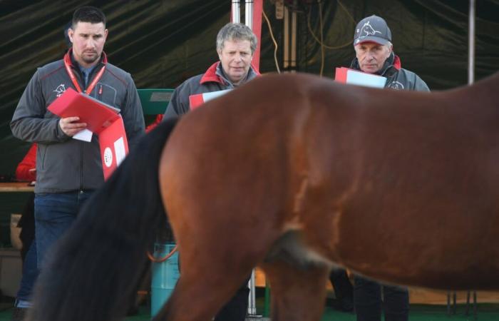 La race Franches-Montagnes compte plus de 170 étalons reproducteurs