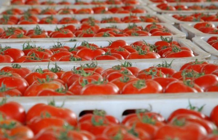 comment la tomate résiste