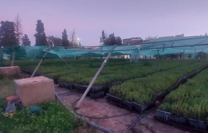 L’ANEF dément les rumeurs sur les plants de pins à Nador