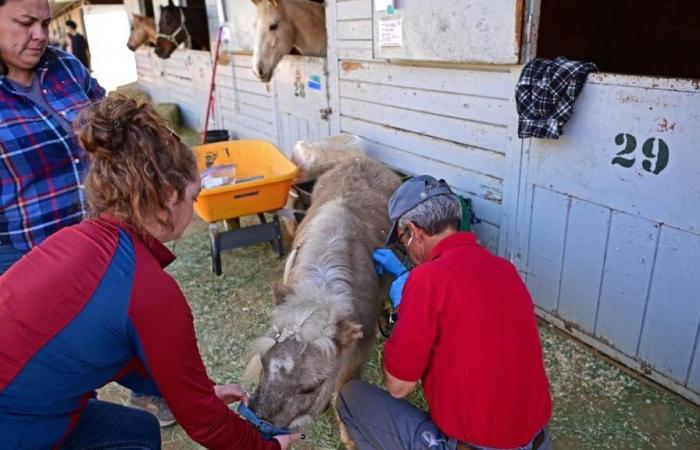 les incendies de Los Angeles traumatisent aussi les animaux