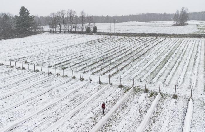 Fini la ruée vers le lait pour les vignerons