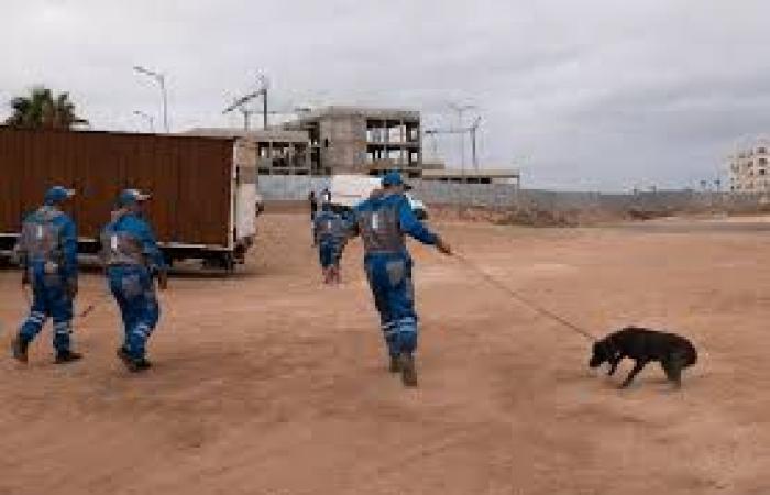 Violences – L’ONG américaine « In Defence of Animals » dénonce le massacre de chiens errants au Maroc