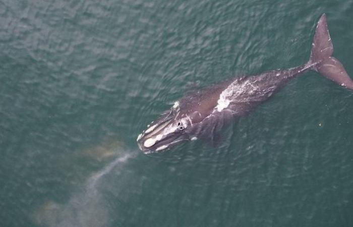 Des drones pour inventorier les blessures chez les baleines noires