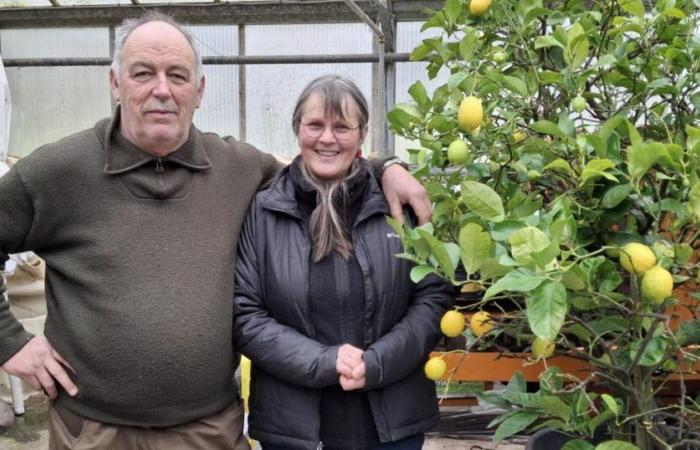 Marlenheim. Clap de fin pour la ferme horticole d’Obrecht