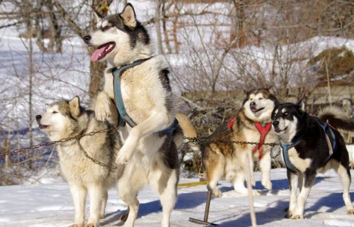 les chiens responsables de l’attaque ont été euthanasiés