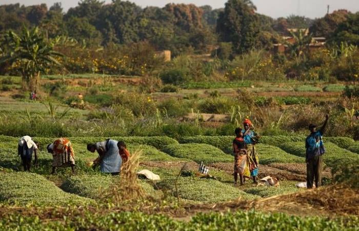 l’Etat accorde des terres aux producteurs locaux