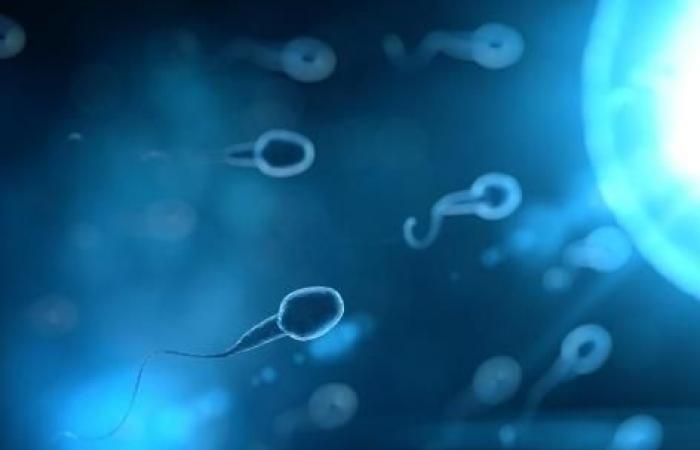 Le stress pendant l’enfance affecte les spermatozoïdes et les générations futures