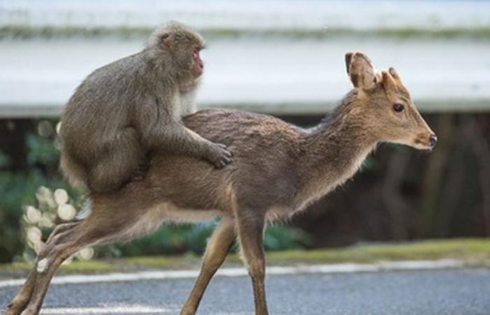 VIDÉO. Des singes « chevauchant » des cerfs comme des cowboys… ces scènes de rodéo qui intriguent les scientifiques