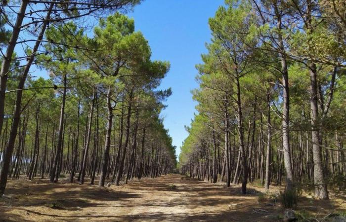 L’ANEF dément les allégations de destruction de plants de pins à Nador