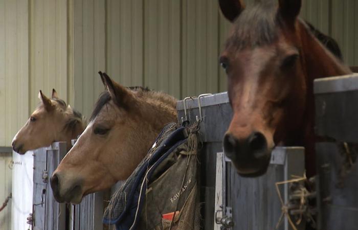 Quelle est cette maladie qui tue les chevaux en quelques jours : la rhinopneumonie ?