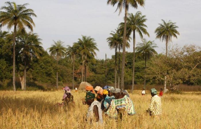 Au Sénégal, du riz enrichi pour les cantines scolaires des zones rurales