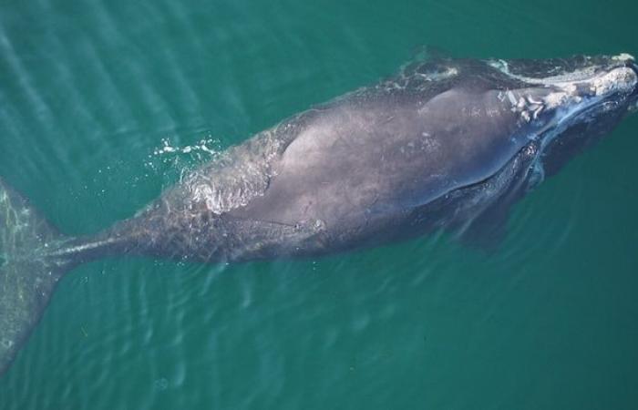 Des drones pour inventorier les blessures chez les baleines noires