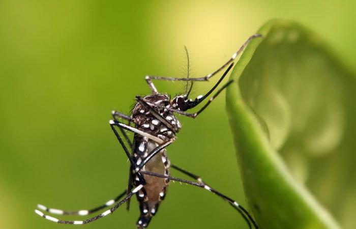 Des moustiques génétiquement modifiés pour lutter contre les maladies