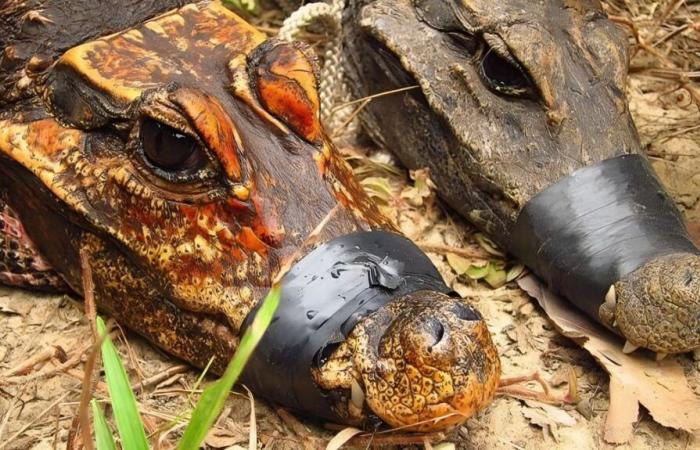 Ces crocodiles orange en évolution deviennent une nouvelle espèce ????