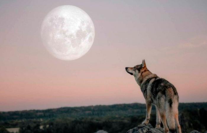 spectacle céleste avec une pleine lune en janvier