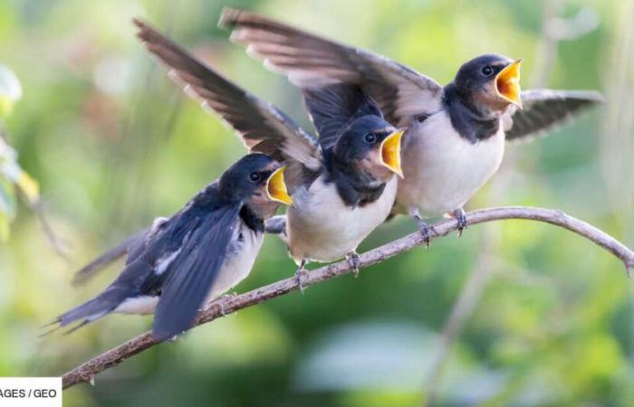 les secrets des chants d’oiseaux révélés par une étude