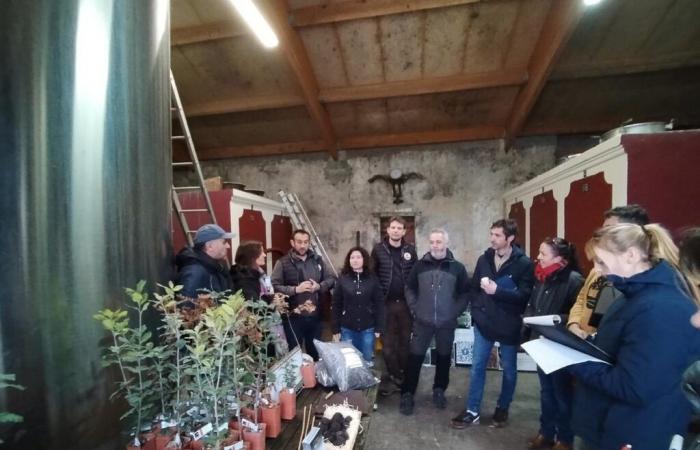 En Haute Gironde, les vignerons envisagent de démarrer la récolte des truffes