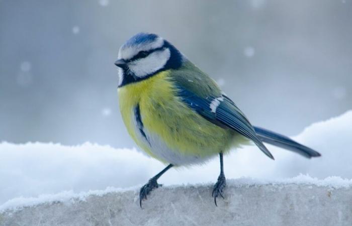 Comment les animaux s’adaptent-ils à l’hiver ?