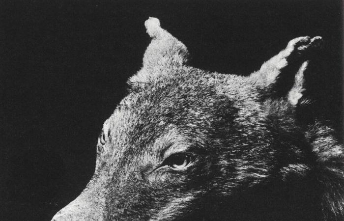 Quand le « chemin des loups » s’écrivait au passé