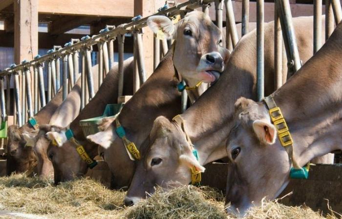 Une avancée dans l’impression 3D pour la détection précoce de la fièvre du lait