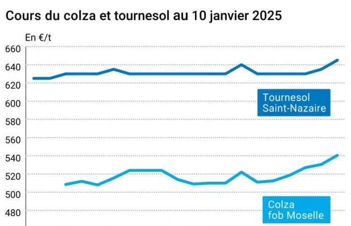 Marché des oléagineux du 10 janvier 2025 – Cours du colza sur Euronext soutenus par le pétrole et le rapport USDA