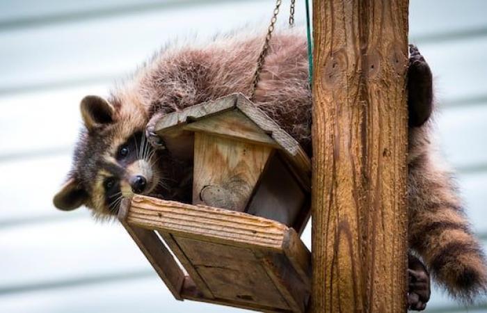 Premier cas de rage chez un raton laveur en près de 10 ans au Québec