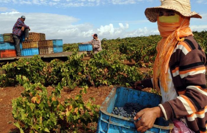 Croissance de 3,5% attendue au 1er trimestre 2025 en cas de pluie (HCP)