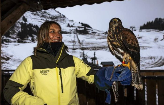 au cœur du vol hivernal des Aigles du Léman