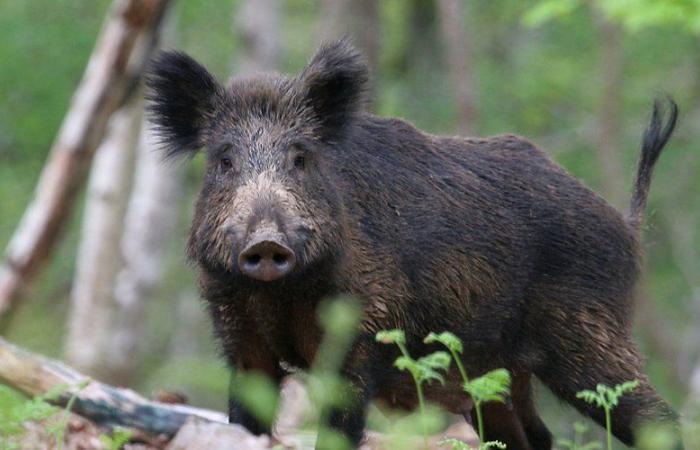 Tarn-et-Garonnais hunters on alert facing a record year