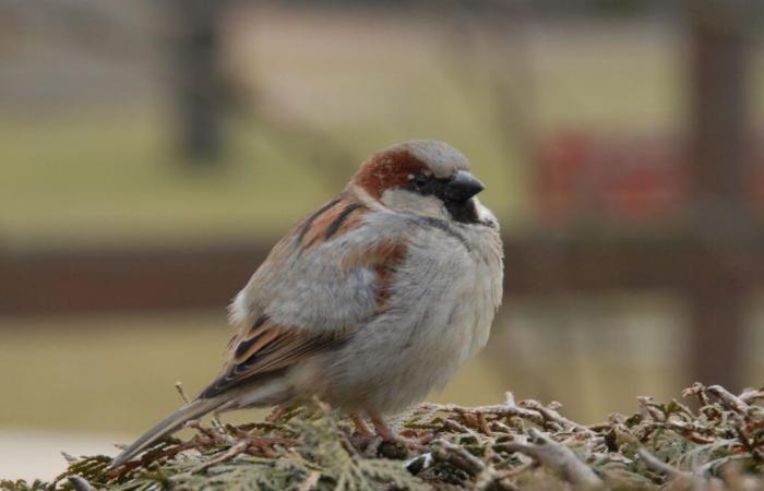 Le moineau domestique, roi des oiseaux d’hiver