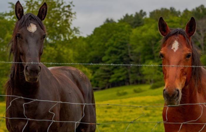 deux chevaux et un chien retrouvés morts empoisonnés à Gigean