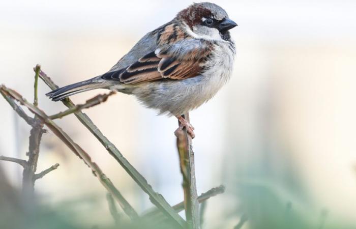 Le merle observé dans près des deux tiers des jardins suisses