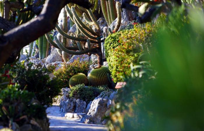 « J’espère que les touristes seront heureux de revenir ! » Le jardin exotique de Monaco devrait rouvrir au public cette année