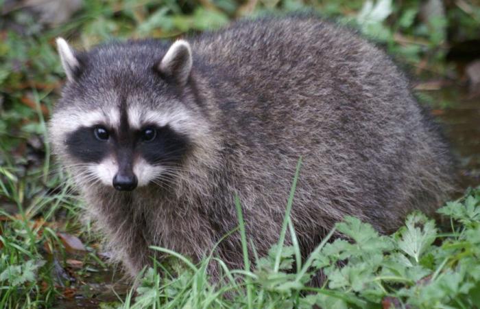 Santé publique | Un raton laveur infecté par la rage à Saint-Armand, est-ce inquiétant ? — 98,5 Montréal