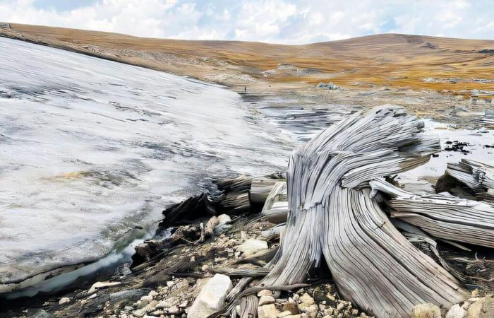 La découverte d’une forêt gelée fossilisée révèle un ancien écosystème alpin