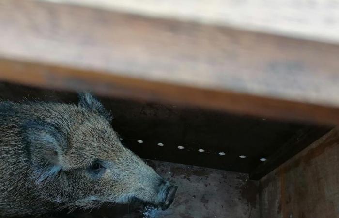 Avant l’affaire Rillette, le sanglier Woody et sa « maman » remplaçante avaient défrayé la chronique dans le Lot-et-Garonne