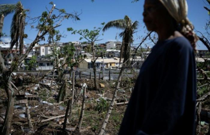 La flore et la faune de Mayotte dévastées, comme « une explosion qui a tout emporté » : Actualités