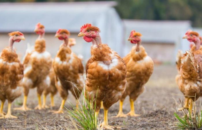 Poulet fermier des Landes, premier Label Rouge de France