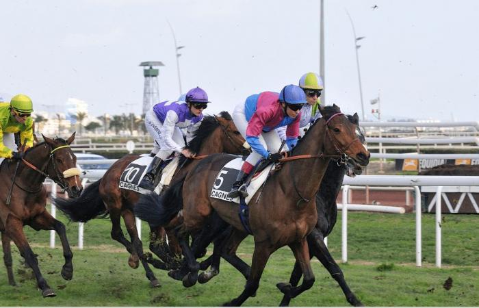 The predictions for the Quinté de Cagnes-sur-Mer of January 15, 2025 by Jack Vautrin