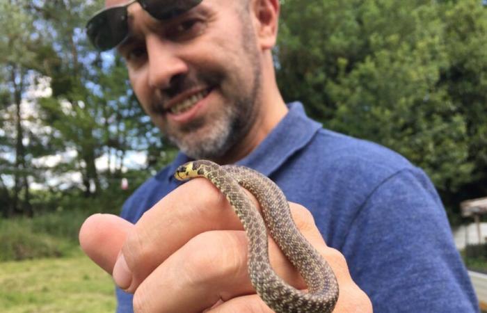 NOS ANIMAUX EN DANGER. En Indre-et-Loire, le numéro d’urgence de Cyril Michel pour sauver les serpents