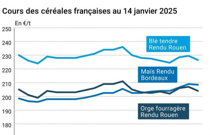 Marché des céréales le 14 janvier 2025 – Les cours du blé et du maïs sur Euronext sont pénalisés par la hausse de l’euro face au dollar