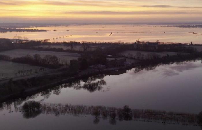 les marais blancs du Parc Naturel du Cotentin reprennent vie